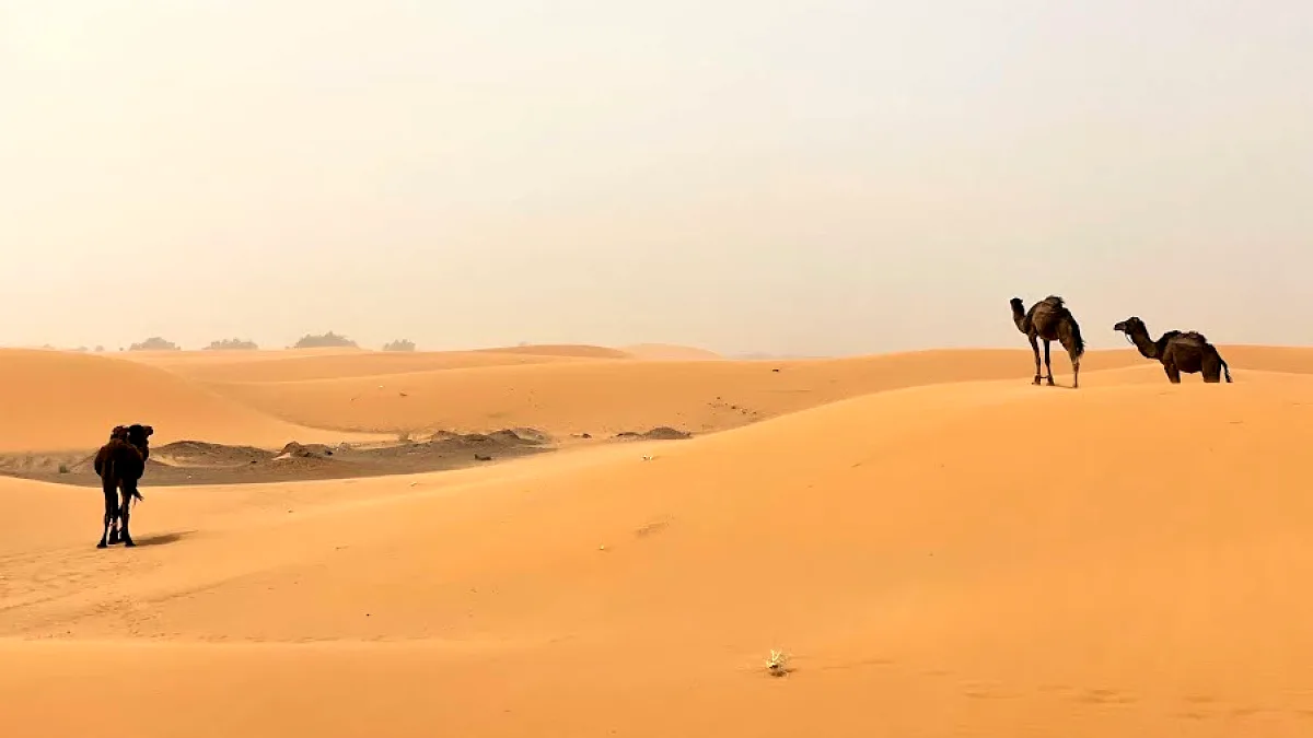 Des dunes de sable dans le Sahara marocain