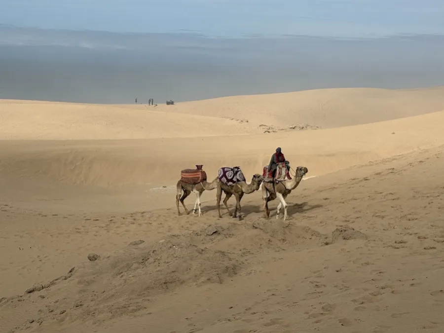 Camels in the Moroccan desert — Surf and desert: Agadir to Marrakech
