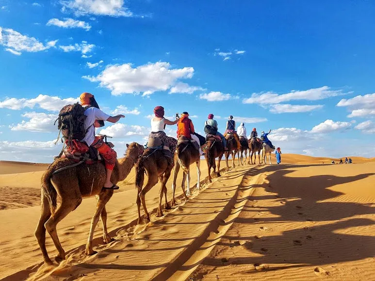 Camels in the Moroccan desert — Surf and desert: Agadir to Merzouga and back