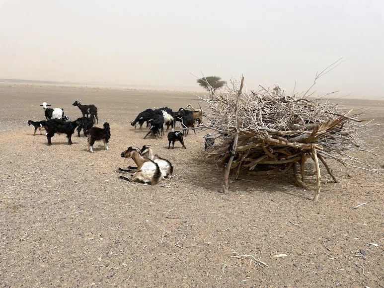 A nomad camp in the Moroccan desert — Surf and desert: Agadir to Merzouga and back