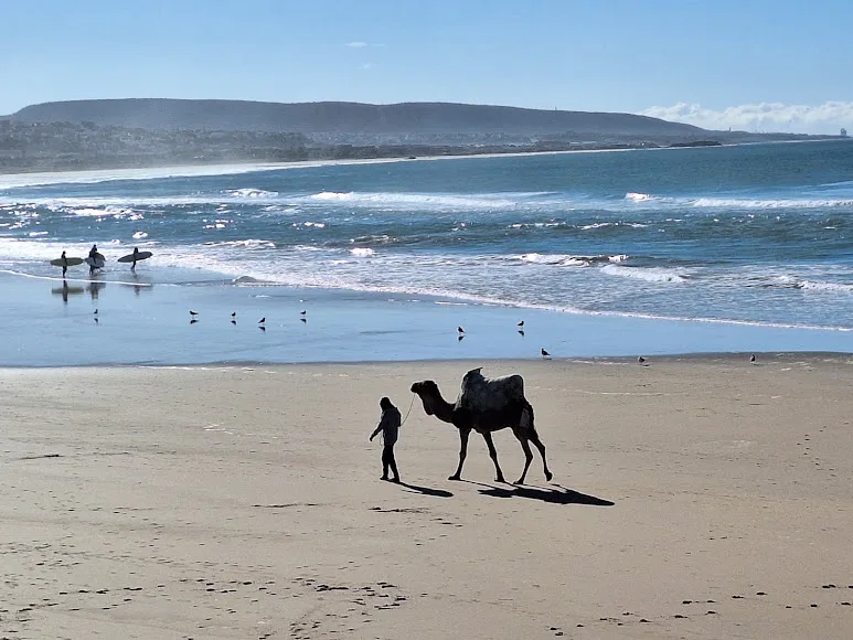 Cammelli nel deserto marocchino — Surf e giro in cammello sulle dune di Timlalin