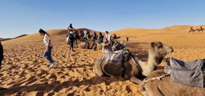 Camels in the Moroccan desert — Surf and desert: four days with a whole day in the Sahara